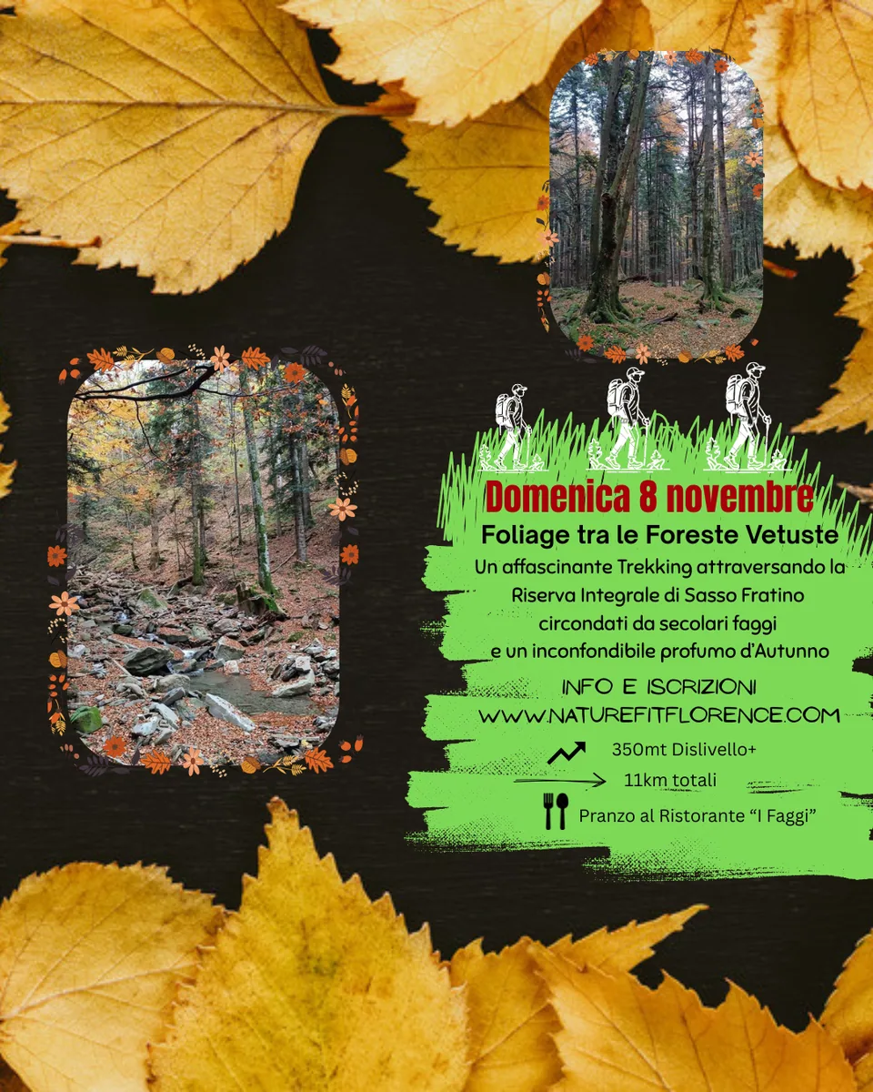 Foliage tra le Foreste Vetuste